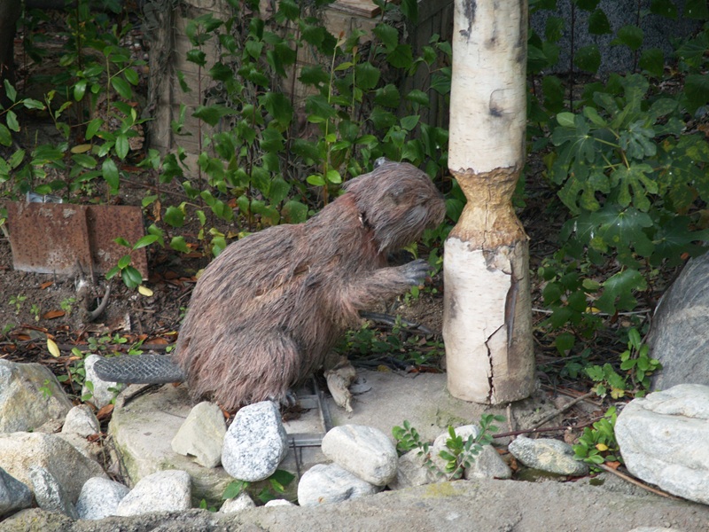 Beaver